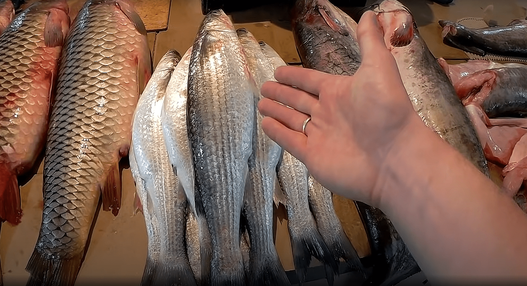 Сезонные блюда: готовим из местных морепродуктов фото